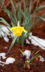 crocus in snow