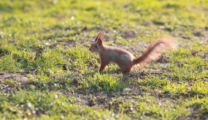 squirrel in the grass