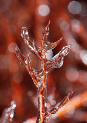 Ice water drops on a tree