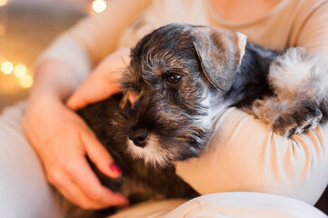 cute little schnauzer puppy sitting on the handles touchingly with bokeh lights