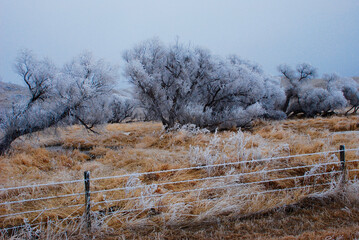 Trees and fence covered with hoarfrost 