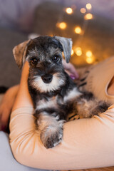 little cute schnauzer puppy sits on the handles of the owner and looks at the camera  with lights bokeh