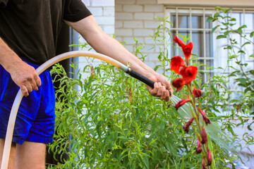 A man watering flowers holding hose in summer garden at home yard. A stream of clean water aimed at...