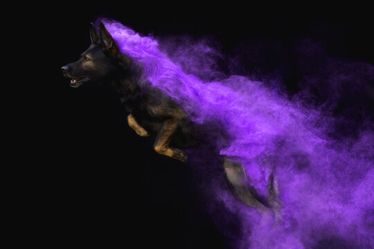 Holi powder dog photography german shepherd