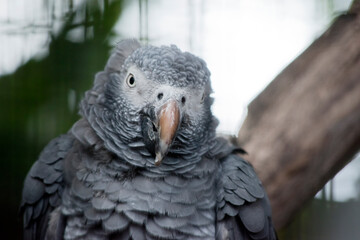 this is a close up of an African grey parrot