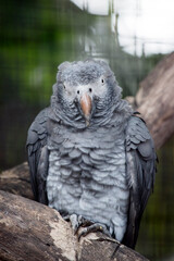 this is a close up of a young African grey parrot