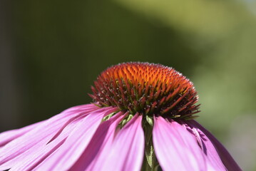 Flowers close ups