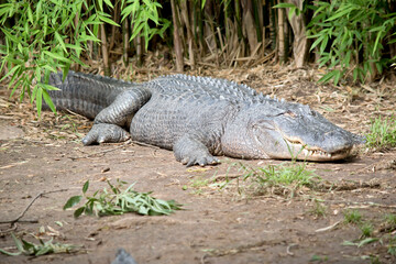 lligators have a long, rounded snout that has upward facing nostrils at the end; this allows breathing to occur while the rest of the body is underwater.