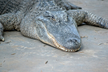 Alligators have a long, rounded snout that has upward facing nostrils at the end; this allows breathing to occur while the rest of the body is underwater.
