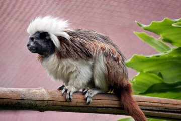 this is a side view of a cotton top on a poll
