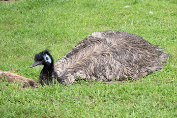 the Austalian emu is a large flightless bird with long feather on its back with a black head