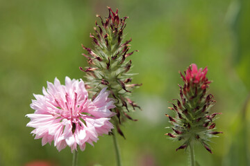 Flowers close ups