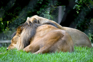 the lion and lioness  coats are yellow-gold, and adult males have shaggy manes