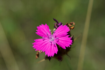 Flowers close ups