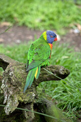 the rainbow lorikeet is perched on a dead log with its back facing the camera