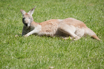 Naklejka na ściany i meble the male red kangaroo is rest on the grass