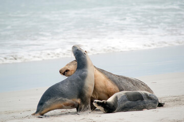 Naklejka premium the sea lions are grey on the top and white on its bottom