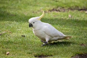 the sulphur crested cockatoo is a white bird with a yellow crest and black beak