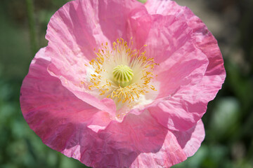 Flowers close ups