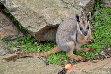the yellow footed rock wallaby has a grey body with tan arms and a white chest and a long tail