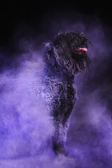 Black russian terrier dog portrait, purple holi powder
