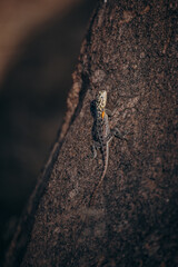 Junge weibliche Siedleragame (Agama agama) sonnt sich auf einem Felsen, Damaraland, Namibia