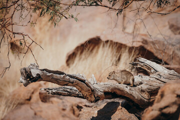 Klippschliefer (Procavia capensis) auf einem Kameldorn-Baum, Damaraland, Namibia