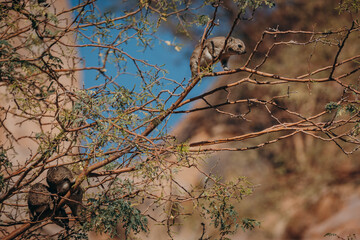 Klippschliefer (Procavia capensis) klettern in einem Kameldorn-Baum umher und fressen die grünen Blätter, Damaraland, Namibia