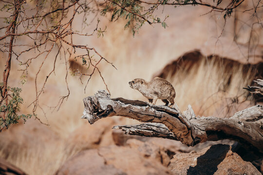 「Kameldorn」の写真素材 204件の無料イラスト画像 Adobe Stock