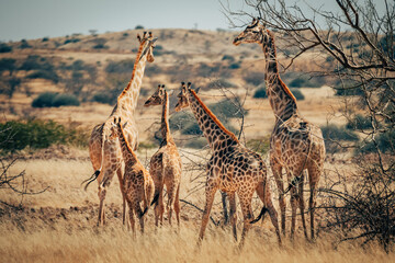 Eine Gruppe Giraffe mit Jungtieren steht an einer Baumgruppe in der Savanne im Damaraland, Namibia