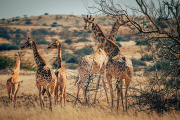 Eine Gruppe Giraffe mit Jungtieren steht an einer Baumgruppe in der Savanne im Damaraland, Namibia