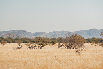 Fototapeta na wymiar Panorama - Eine Gruppe Bergzebras (Equus zebra) rennt durch das hohe Gras der offenen Savanne im Damaraland, Namibia