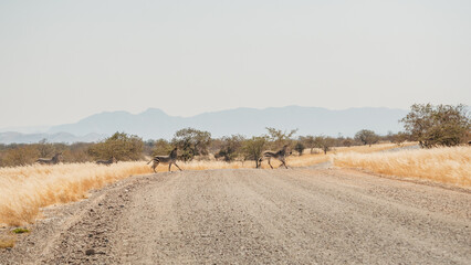 Eine Gruppe Bergzebras (Equus zebra) &uuml;berquert eine Stra&szlig;e ins der Savanne im Damaraland, Namibia
