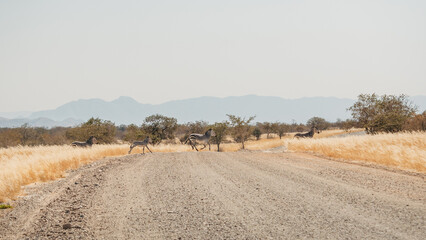 Eine Gruppe Bergzebras (Equus zebra) überquert eine Straße ins der Savanne im Damaraland, Namibia