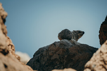 Klippschliefer (Procavia capensis) wacht auf einem schattigen Felsen, Damaraland, Namibia