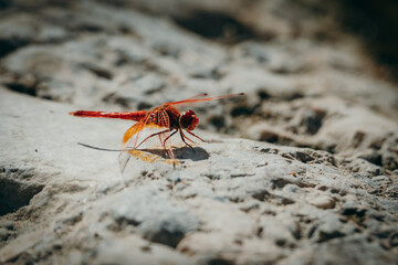 Portrait einer Libelle - Gefleckter Sonnenzeiger (Trithemis kirbyi) sonnt sich auf einem Felsen, Damaraland, Namibia