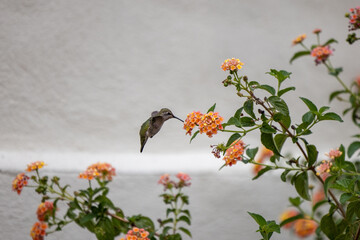 Humming Birds