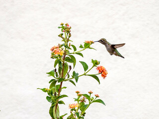 Humming Birds