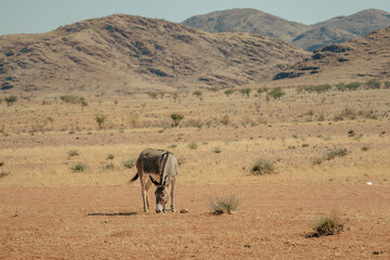 Fototapeta na wymiar Ein Esel stehen in der heißen, ausgedorrten Landschaft der Trockensavanne und äst das karge Gras, Kaokoveld, Namibia