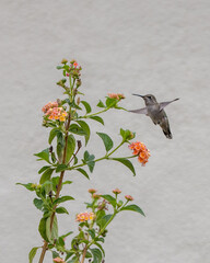 Humming Birds