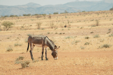 Ein Esel stehen in der heißen, ausgedorrten Landschaft der Trockensavanne und äst das karge Gras, Kaokoveld, Namibia