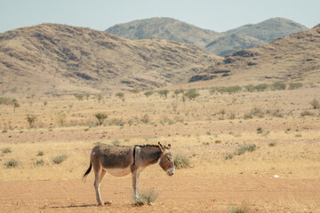 Ein Esel stehen in der heißen, ausgedorrten Landschaft der Trockensavanne, Kaokoveld, Namibia