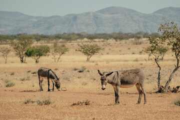 Fototapeta na wymiar Zwei Esel stehen in der heißen, ausgedorrten Landschaft der Trockensavanne und äsen, Kaokoveld, Namibia