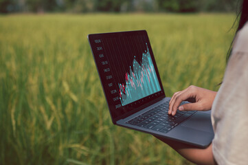 smart farmer and technology concept, woman using computer laptop working in farm rice field, data analysis in harvesting corp in paddy field. - obrazy, fototapety, plakaty