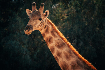 Close Up - Eine Giraffe steht in der Abendsonne vor grünem Buschwerk am Rande eines ausgetrockneten Flussbettes, Kaokoveld, Namibia