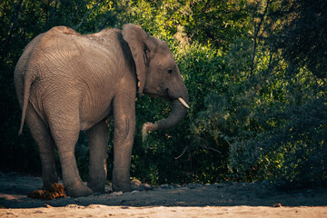 Ein Wüstenelefant (Loxodonta africana) steht in der Abendsonne vor grünem Buschwerk am Rande...