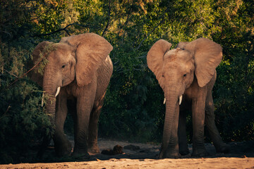 Zwei junge Wüstenelefanten (Loxodonta africana) stehen in der Abendsonne vor grünem Buschwerk am Rande eines ausgetrockneten Flussbettes, Kaokoveld, Namibia