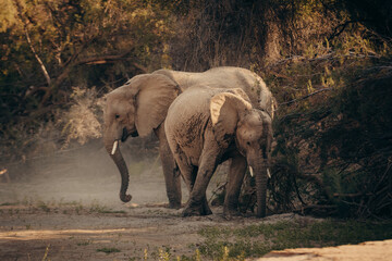 Wüstenelefanten (Loxodonta africana) graben im Licht der späten Nachmittagssonne  in einem...