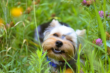 Funny cute Yorkshire terrier dog, puppy chewing on grass in a summer meadow