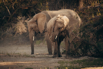 Fototapeta premium Wüstenelefanten (Loxodonta africana) graben im Licht der späten Nachmittagssonne in einem ausgetrockneten Flussbett nach Wasser, Purros, Kaokoveld, Namibia
